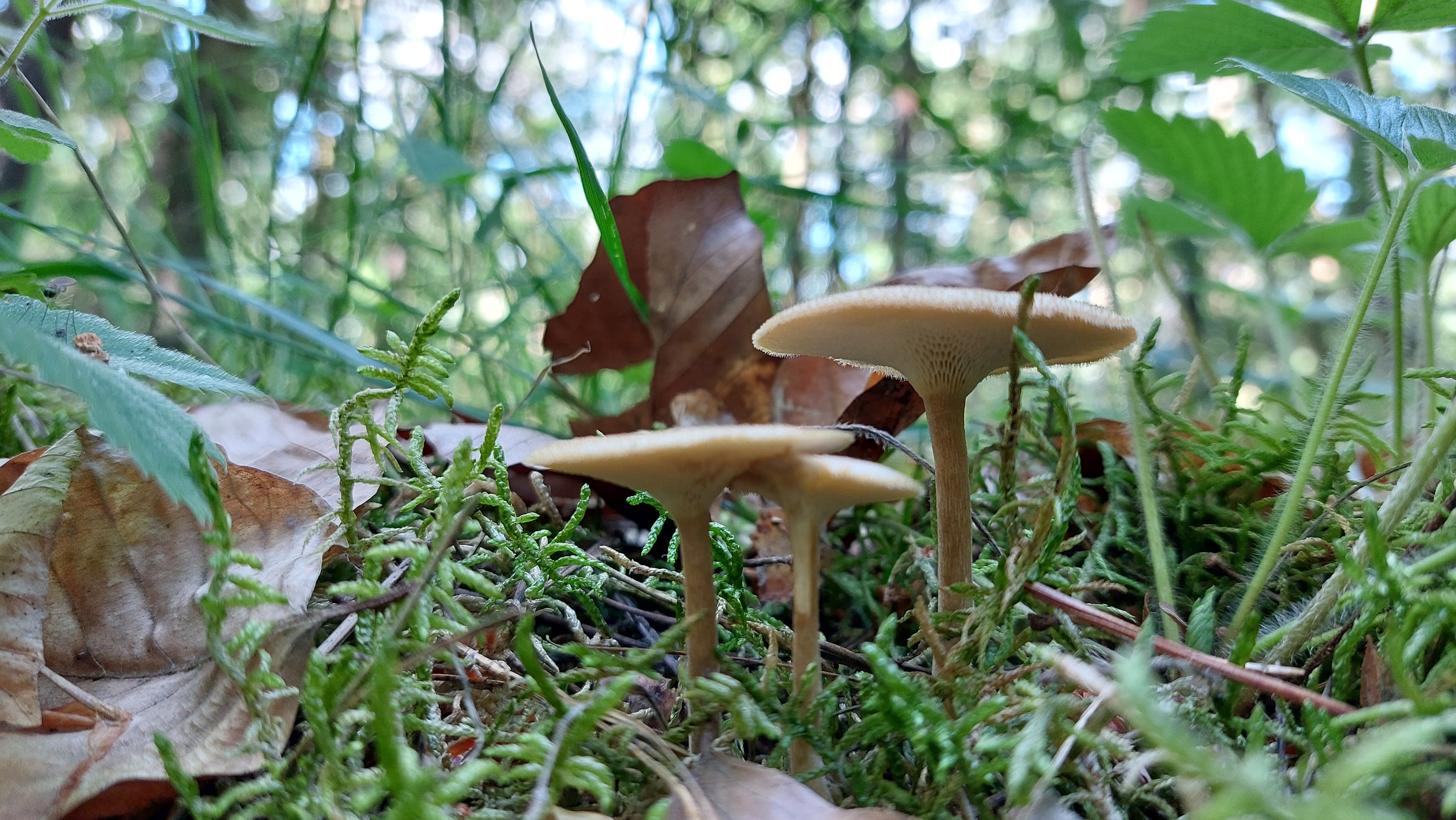 Weitloecheriger-Stielporling_Lentinus-arcularius_20260613_174553.jpg