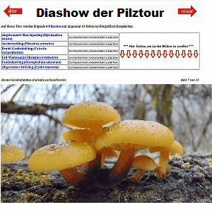 Button zur Diashow der letzten/aktuellsten Pilztour